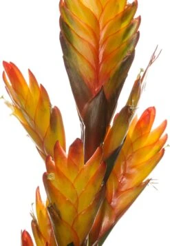 Vriesea (Vriesea 'Intenso Yellow') D 12 H 48 Cm -Groene Bloom Winkel 8717263542315 2