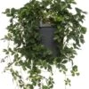 Suikerdruifje In Hangpot (Parthenocissus 'Striata') D 15 H 25 Cm 2 Suikerdruifje In Hangpot (Parthenocissus 'Striata') D 15 H 25 Cm -Groene Bloom Winkel 8717263542421