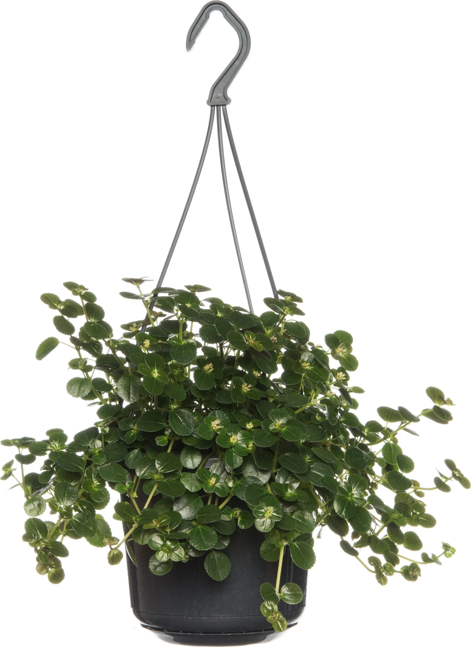 Kanonplantje (Pilea Depressa 'Sao Paulo') D 15 H 25 Cm 3 Kanonplantje (Pilea Depressa 'Sao Paulo') D 15 H 25 Cm