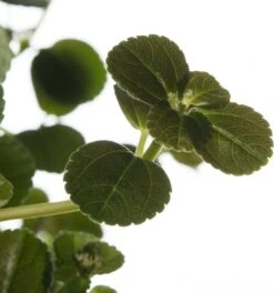 Kanonplantje (Pilea Depressa 'Sao Paulo') D 15 H 25 Cm 5 Kanonplantje (Pilea Depressa 'Sao Paulo') D 15 H 25 Cm -Groene Bloom Winkel 8717263542445 2