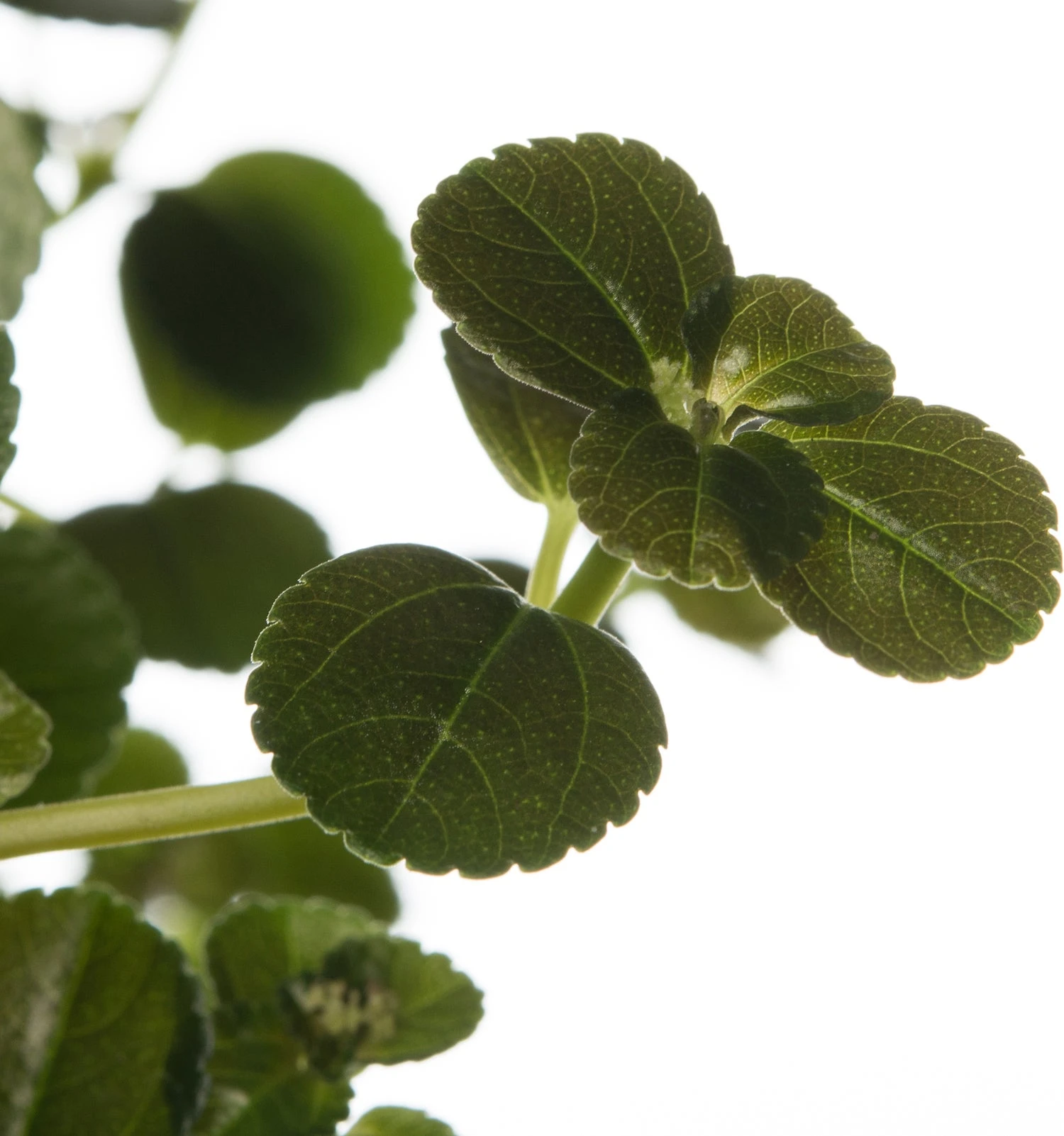 Kanonplantje (Pilea Depressa 'Sao Paulo') D 15 H 25 Cm 4 Kanonplantje (Pilea Depressa 'Sao Paulo') D 15 H 25 Cm - Afbeelding 2