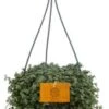 Kanonplantje (Pilea Glauca 'Greyzy') D 15 H 25 Cm 2 Kanonplantje (Pilea Glauca 'Greyzy') D 15 H 25 Cm -Groene Bloom Winkel 8717263542469