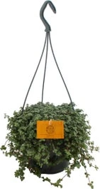 Kanonplantje (Pilea Glauca 'Greyzy') D 15 H 25 Cm 3 Kanonplantje (Pilea Glauca 'Greyzy') D 15 H 25 Cm