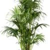 Kentiapalm (Howea Forsteriana) D 34 H 200 Cm 2 Kentiapalm (Howea Forsteriana) D 34 H 200 Cm -Groene Bloom Winkel 8717263543114 1
