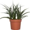 Vrouwentong (Sansevieria 'Fernwood Punk') D 12 H 30 Cm -Groene Bloom Winkel 8717263543138 1