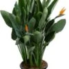 Paradijsvogelbloem (Strelitzia Reginae) D 40 H 150 Cm 2 Paradijsvogelbloem (Strelitzia Reginae) D 40 H 150 Cm -Groene Bloom Winkel 8717263543268