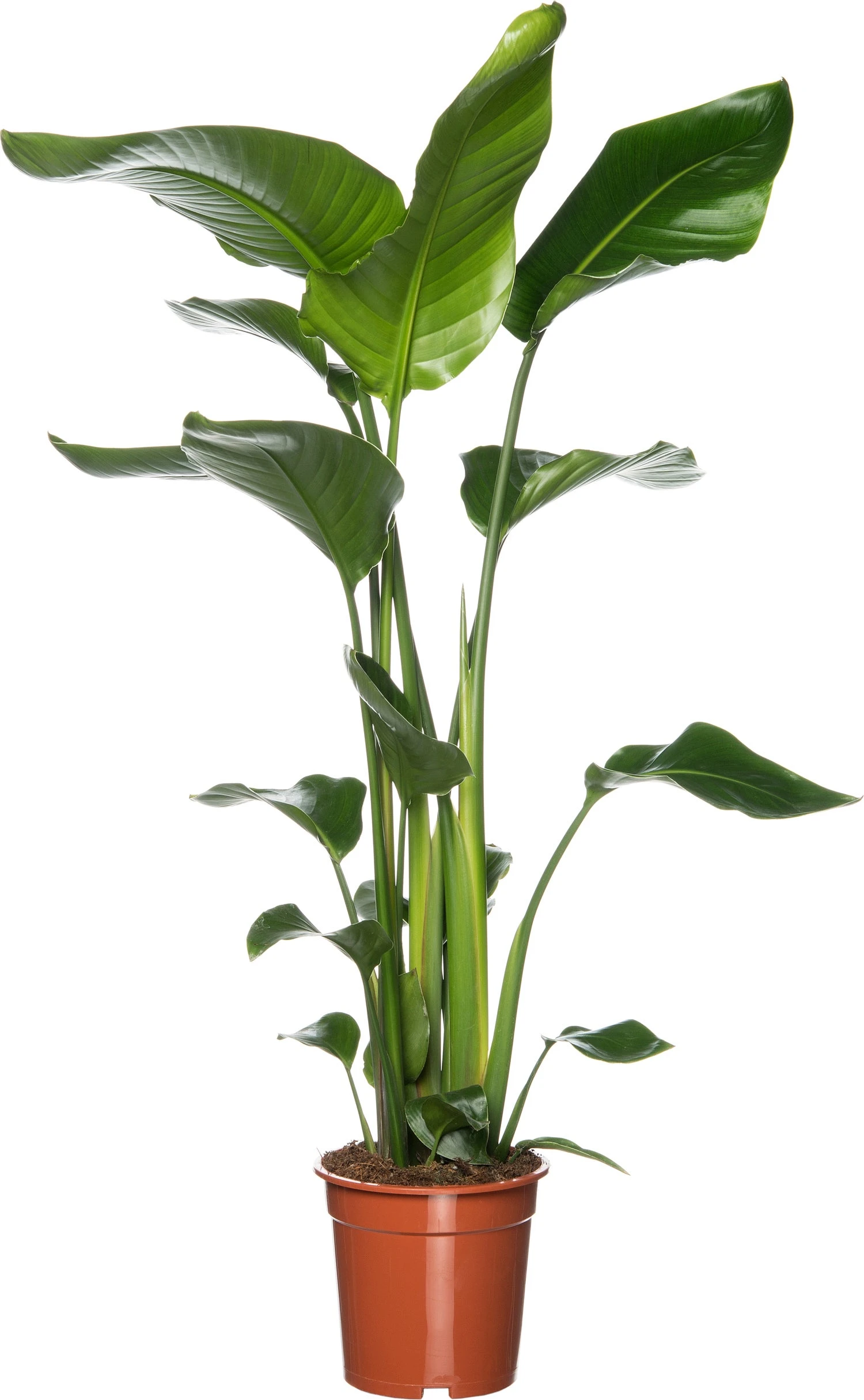 Paradijsvogelplant (Strelitzia Nicolai) D 19 H 90 Cm 3 Paradijsvogelplant (Strelitzia Nicolai) D 19 H 90 Cm