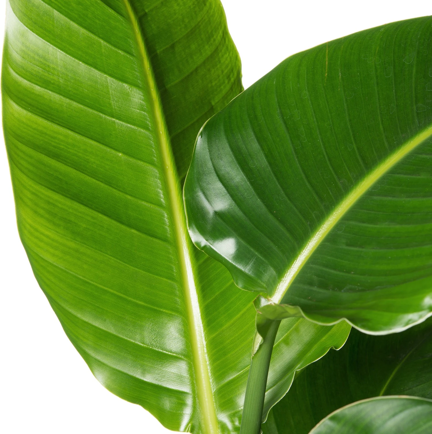 Paradijsvogelplant (Strelitzia Nicolai) D 19 H 90 Cm 4 Paradijsvogelplant (Strelitzia Nicolai) D 19 H 90 Cm - Afbeelding 2