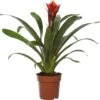 Guzmania (Guzmania 'Happyness') D 12 H 45 Cm -Groene Bloom Winkel 8717263544166