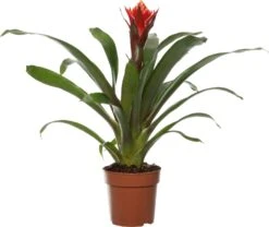 Guzmania (Guzmania 'Happyness') D 12 H 45 Cm