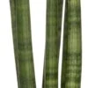 Vrouwentong (Sansevieria Cylindrica 'Straight') D 10 H 30 Cm 1 Vrouwentong (Sansevieria Cylindrica 'Straight') D 10 H 30 Cm -Groene Bloom Winkel 8717263544357 1