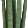 Vrouwentong (Sansevieria Cylindrica 'Straight') D 12 H 40 Cm 2 Vrouwentong (Sansevieria Cylindrica 'Straight') D 12 H 40 Cm -Groene Bloom Winkel 8717263544364