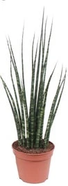 Vrouwentong (Sansevieria 'Fernwood Mikado') D 8 H 25 Cm
