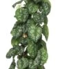 Drakenklimop (Epipremnum Pictus 'Trebie') D 27 H 150 Cm 1 Drakenklimop (Epipremnum Pictus 'Trebie') D 27 H 150 Cm -Groene Bloom Winkel 8717263544500 0