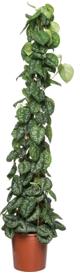 Drakenklimop (Epipremnum Pictus 'Trebie') D 27 H 150 Cm