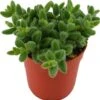 Augurkenplantje (Delosperma Echinathum) D 12 H 20 Cm -Groene Bloom Winkel 8717263544647