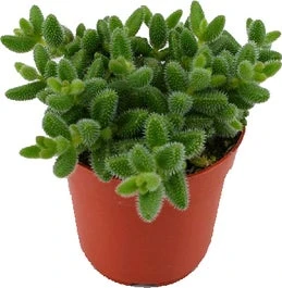 Augurkenplantje (Delosperma Echinathum) D 12 H 20 Cm 3 Augurkenplantje (Delosperma Echinathum) D 12 H 20 Cm