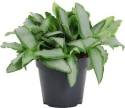 Murdannia (Murdannia Loriformis 'Bright Star') D 12 H 20 Cm