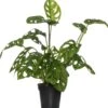 Gatenplant (Monstera 'Monkey Mask') D 12 H 30 Cm 2 Gatenplant (Monstera 'Monkey Mask') D 12 H 30 Cm -Groene Bloom Winkel 8717263545019