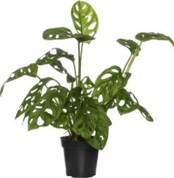 Gatenplant (Monstera 'Monkey Mask') D 12 H 30 Cm