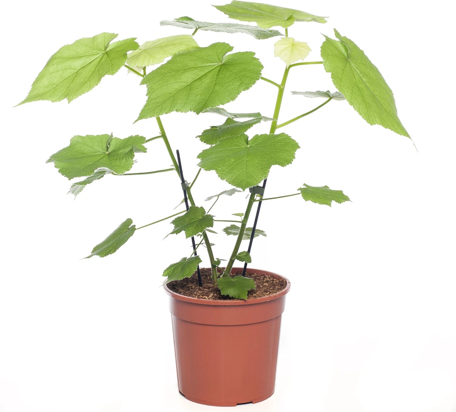 Kamerlinde (Sparmannia Africana) D 17 H 45 Cm 3 Kamerlinde (Sparmannia Africana) D 17 H 45 Cm