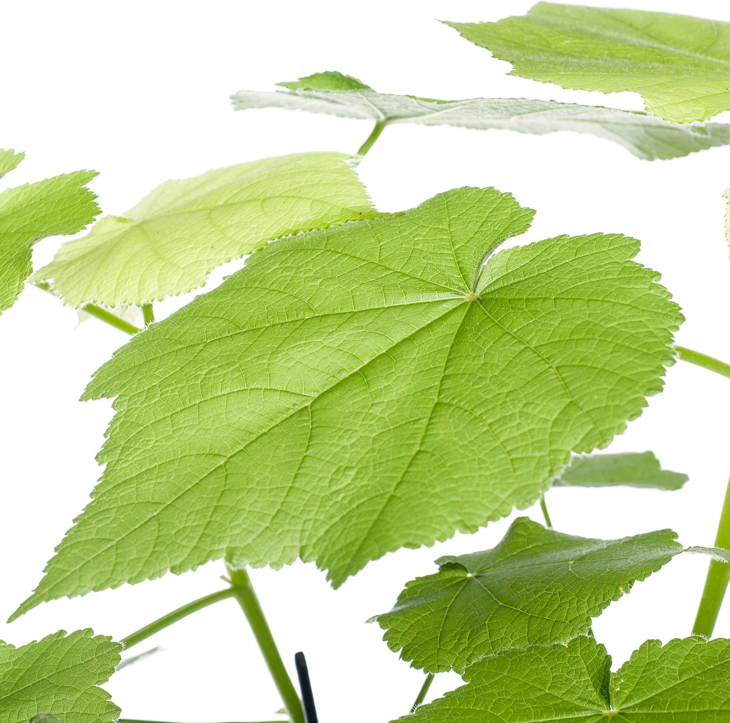 Kamerlinde (Sparmannia Africana) D 17 H 45 Cm 4 Kamerlinde (Sparmannia Africana) D 17 H 45 Cm - Afbeelding 2