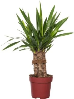 Yucca (Yucca 'Maya Tree') D 19 H 60 Cm
