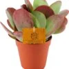Woestijnroos (Kalanchoe Thyrsiflora) D 12 H 20 Cm 1 Woestijnroos (Kalanchoe Thyrsiflora) D 12 H 20 Cm -Groene Bloom Winkel 8717263545101