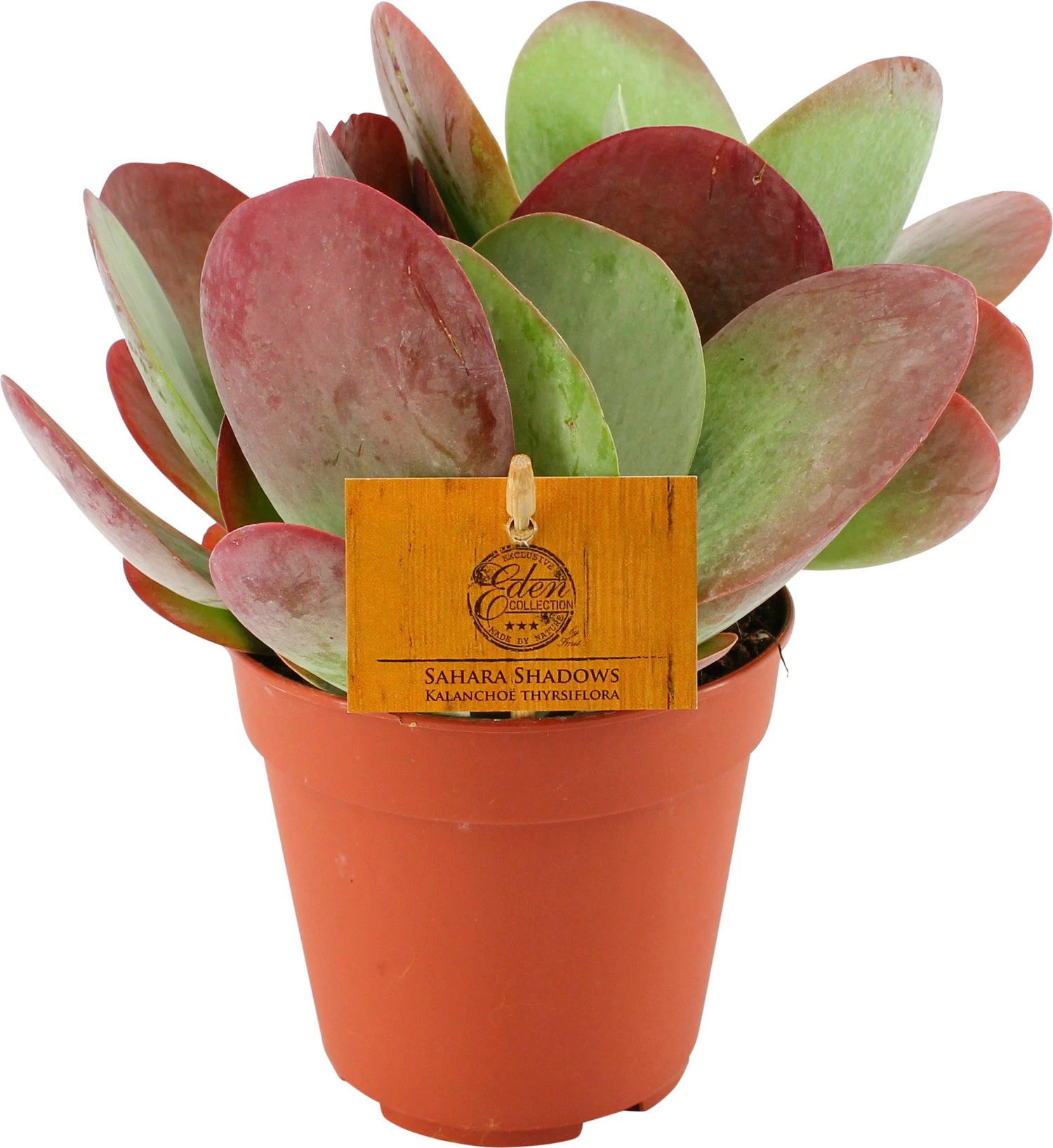 Woestijnroos (Kalanchoe Thyrsiflora) D 12 H 20 Cm 4 Woestijnroos (Kalanchoe Thyrsiflora) D 12 H 20 Cm - Afbeelding 2