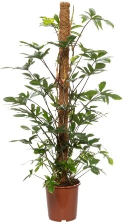 Philodendron (Philodendron Pedatum) D 27 H 150 Cm