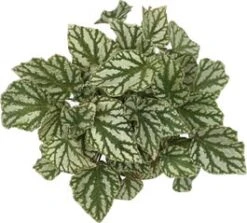 Bladbegonia (Begonia Rex (MC) 'Tap Dance') D 12 H 25 Cm