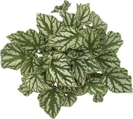 Bladbegonia (Begonia Rex (MC) 'Tap Dance') D 12 H 25 Cm 3 Bladbegonia (Begonia Rex (MC) 'Tap Dance') D 12 H 25 Cm