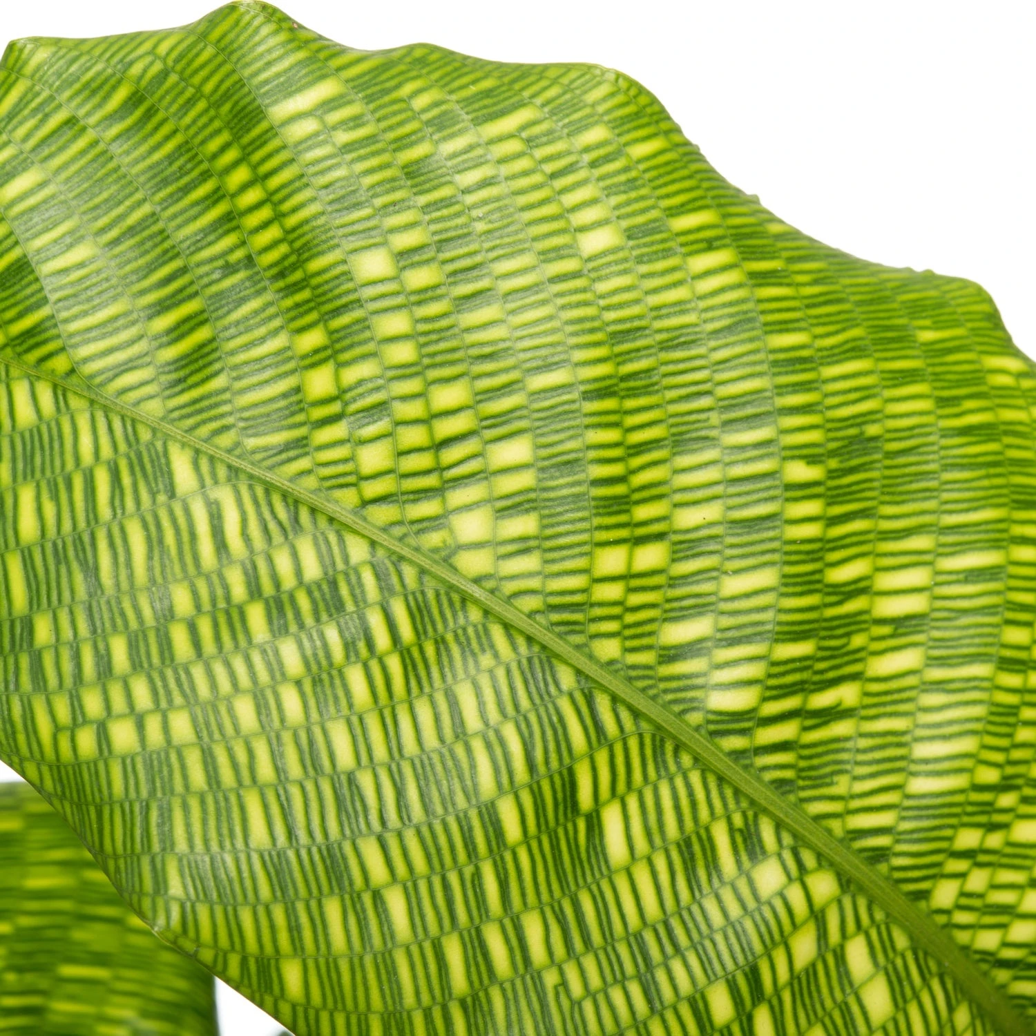 Calathea (Calathea Musaica 'Network') D 14 H 40 Cm 4 Calathea (Calathea Musaica 'Network') D 14 H 40 Cm - Afbeelding 2