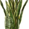 Vrouwentong (Sansevieria Trifasciata 'Laurentii') D 30 H 100 Cm -Groene Bloom Winkel 8717263546122