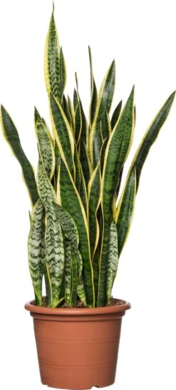 Vrouwentong (Sansevieria Trifasciata 'Laurentii') D 30 H 100 Cm
