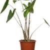 Olifantsoor (Alocasia Zebrina) D 14 H 45 Cm -Groene Bloom Winkel 8717263546566