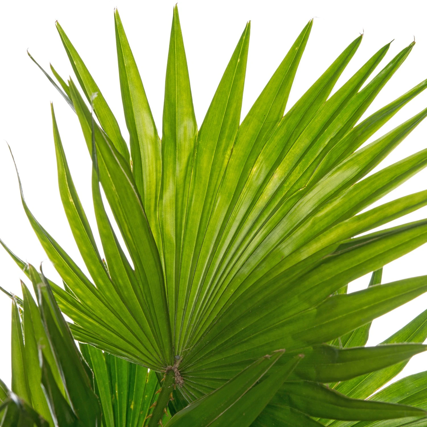 Waaierpalm (Livistona Rotundifolia) D 12 H 35 Cm 4 Waaierpalm (Livistona Rotundifolia) D 12 H 35 Cm - Afbeelding 2