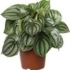 Watermeloenplant (Peperomia Argyreia) D 15 H 25 Cm 2 Watermeloenplant (Peperomia Argyreia) D 15 H 25 Cm -Groene Bloom Winkel 8717263546801