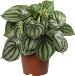 Watermeloenplant (Peperomia Argyreia) D 15 H 25 Cm