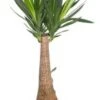 Yucca (Yucca 'Maya Tree') D 21 H 90 Cm 1 Yucca (Yucca 'Maya Tree') D 21 H 90 Cm -Groene Bloom Winkel 8717263546917 1