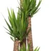 Yucca (Yucca Elephantipes) D 32 H 160 Cm -Groene Bloom Winkel 8717263547051 1