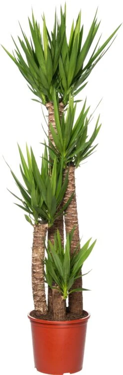 Yucca (Yucca Elephantipes) D 32 H 160 Cm