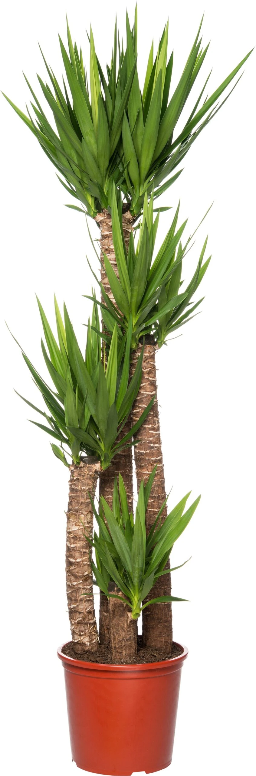 Yucca (Yucca Elephantipes) D 32 H 160 Cm 3 Yucca (Yucca Elephantipes) D 32 H 160 Cm