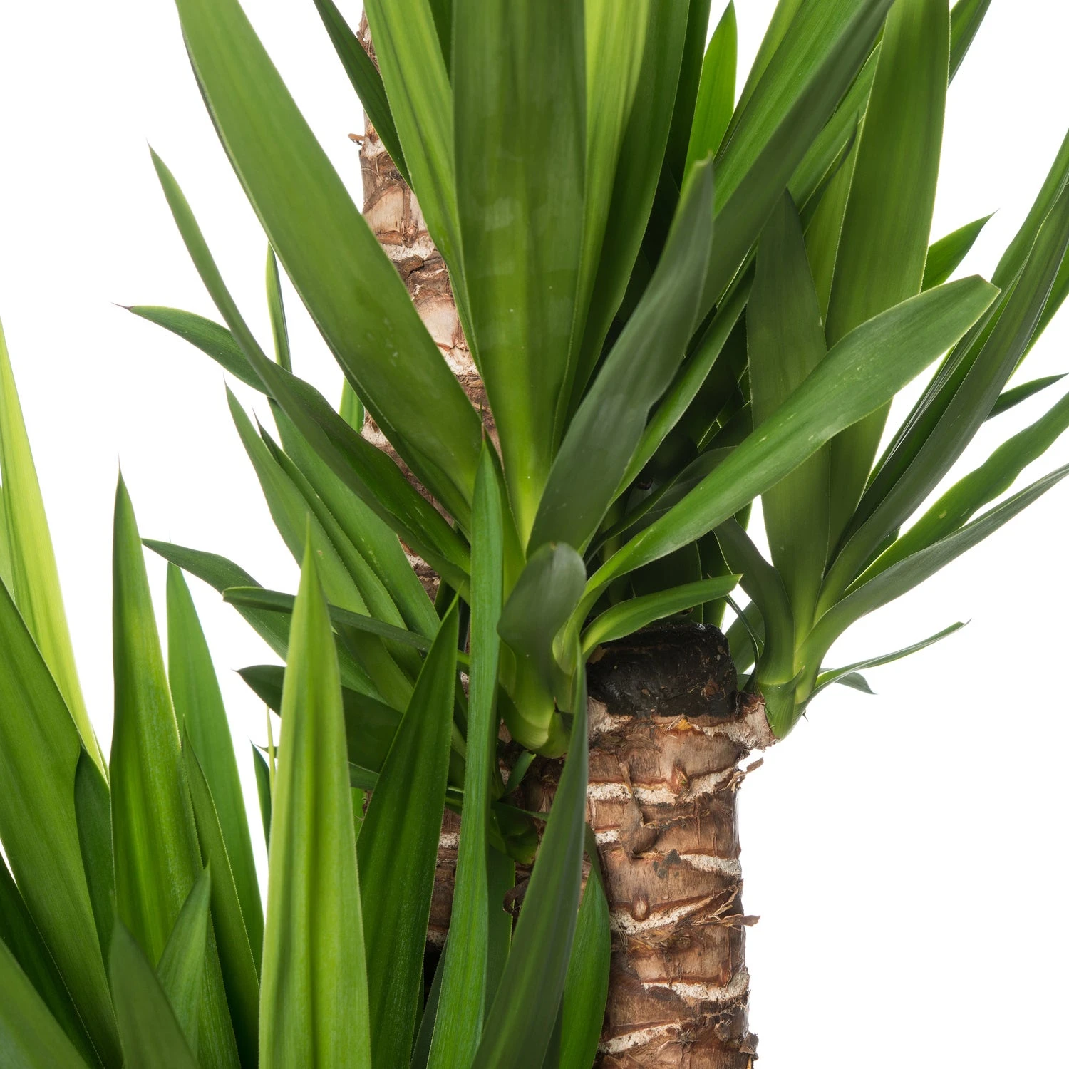 Yucca (Yucca Elephantipes) D 32 H 160 Cm 4 Yucca (Yucca Elephantipes) D 32 H 160 Cm - Afbeelding 2