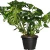 Gatenplant (Monstera Deliciosa) D 35 H 85 Cm 1 Gatenplant (Monstera Deliciosa) D 35 H 85 Cm -Groene Bloom Winkel 8717263547525
