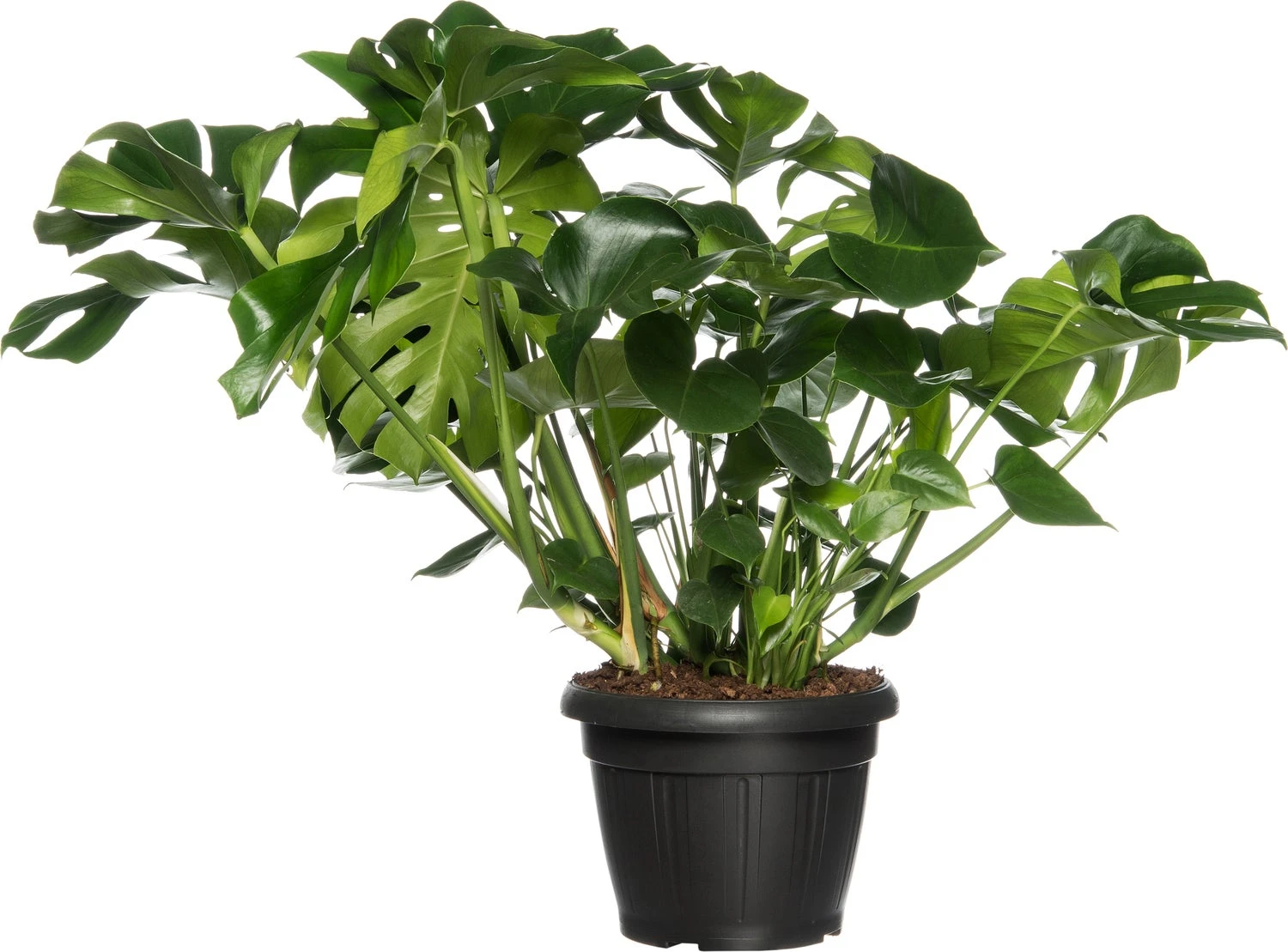 Gatenplant (Monstera Deliciosa) D 35 H 85 Cm 3 Gatenplant (Monstera Deliciosa) D 35 H 85 Cm