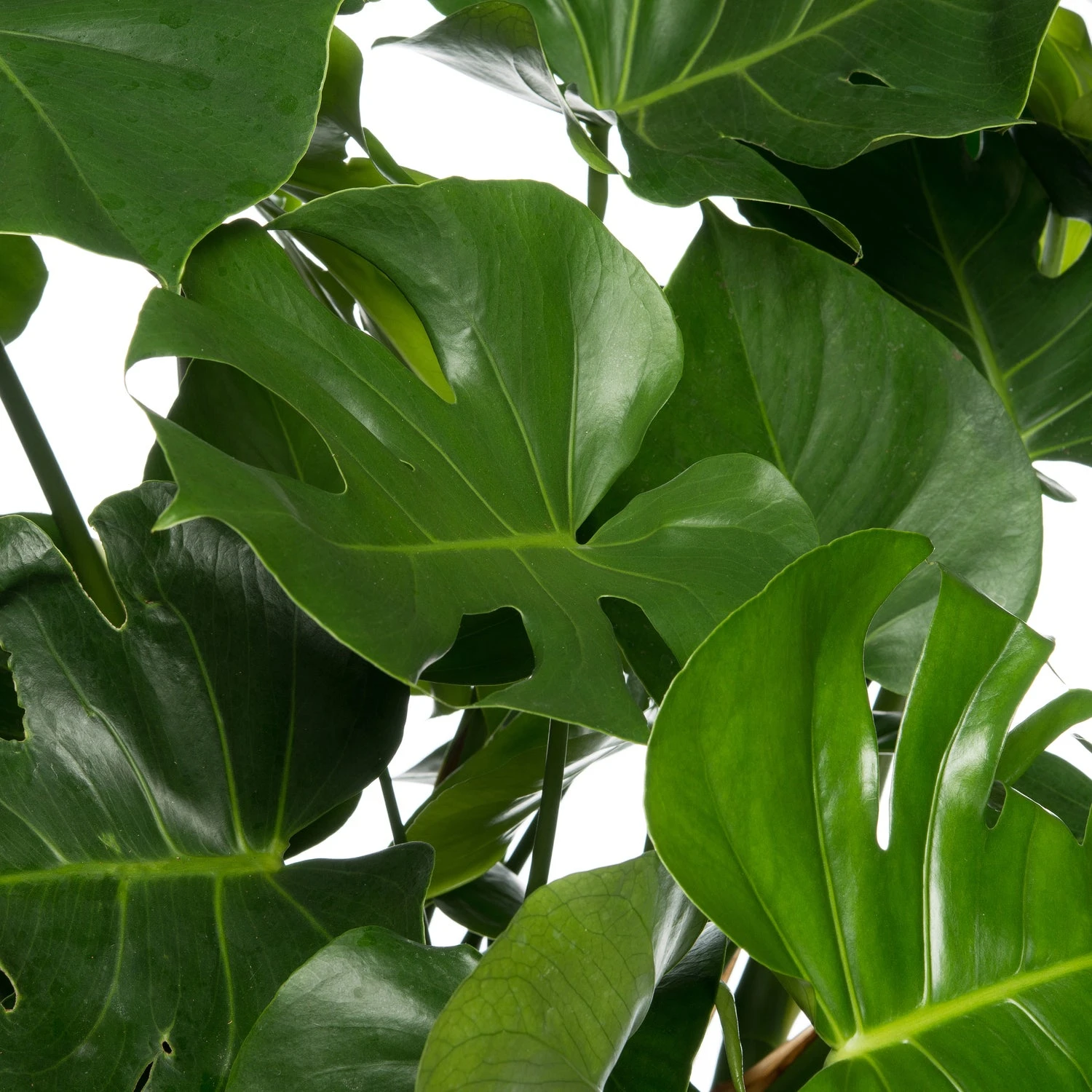 Gatenplant (Monstera Deliciosa) D 35 H 85 Cm 4 Gatenplant (Monstera Deliciosa) D 35 H 85 Cm - Afbeelding 2