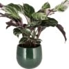 Bonte Calathea (Calathea 'Fusion White') D 14 H 40 Cm -Groene Bloom Winkel 8717263547624 0