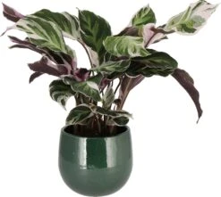 Bonte Calathea (Calathea 'Fusion White') D 14 H 40 Cm