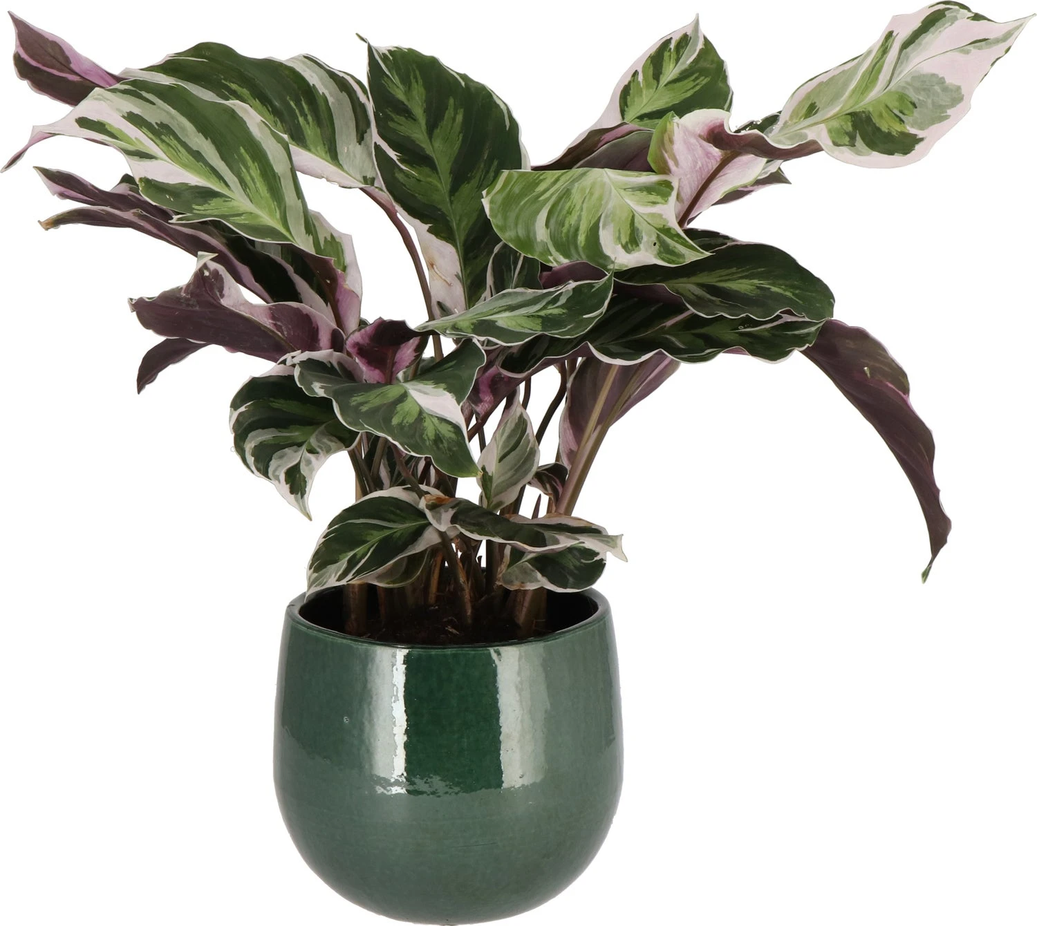 Bonte Calathea (Calathea 'Fusion White') D 14 H 40 Cm 3 Bonte Calathea (Calathea 'Fusion White') D 14 H 40 Cm
